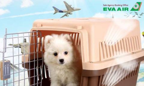 Thủ tục nhập cảnh chó mèo EVA Air vào Canada: Hướng dẫn từ a-z